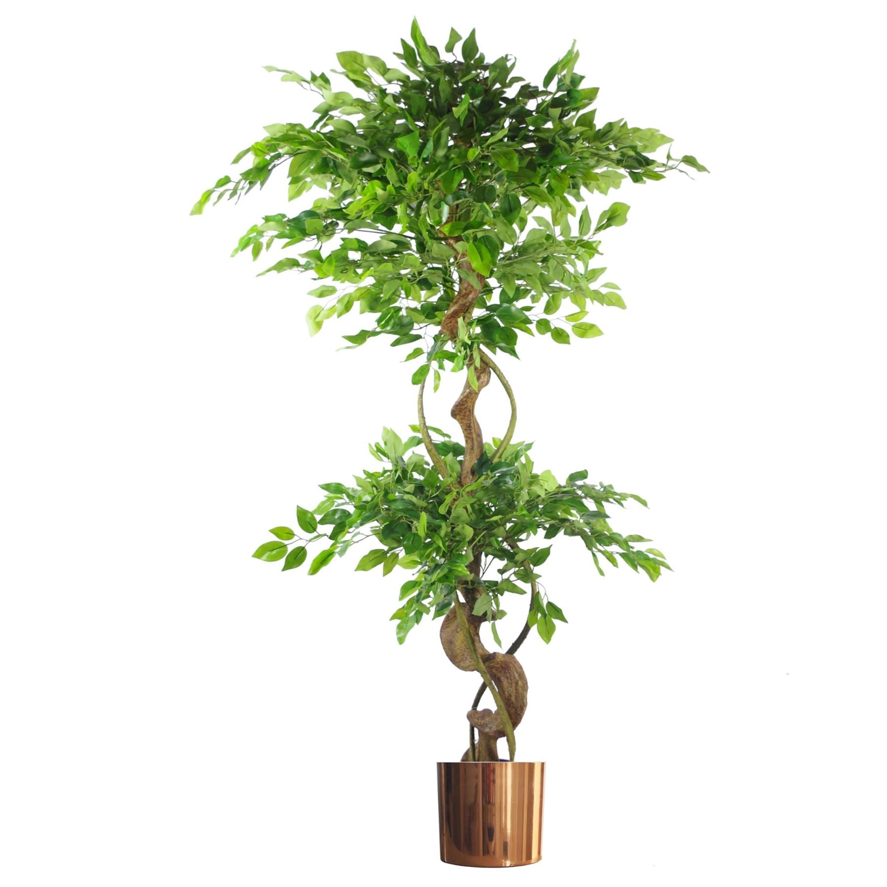 Japanese Fruticosa Ficus Tree Copper Planter 150cm-0