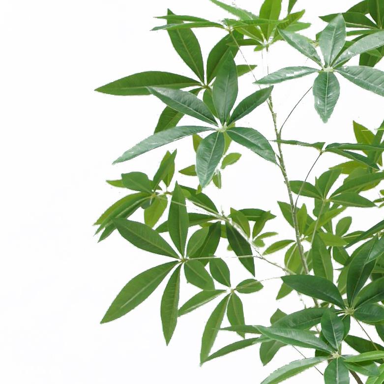 180cm Artificial Money Tree Pachira Realistic Faux Tree-1