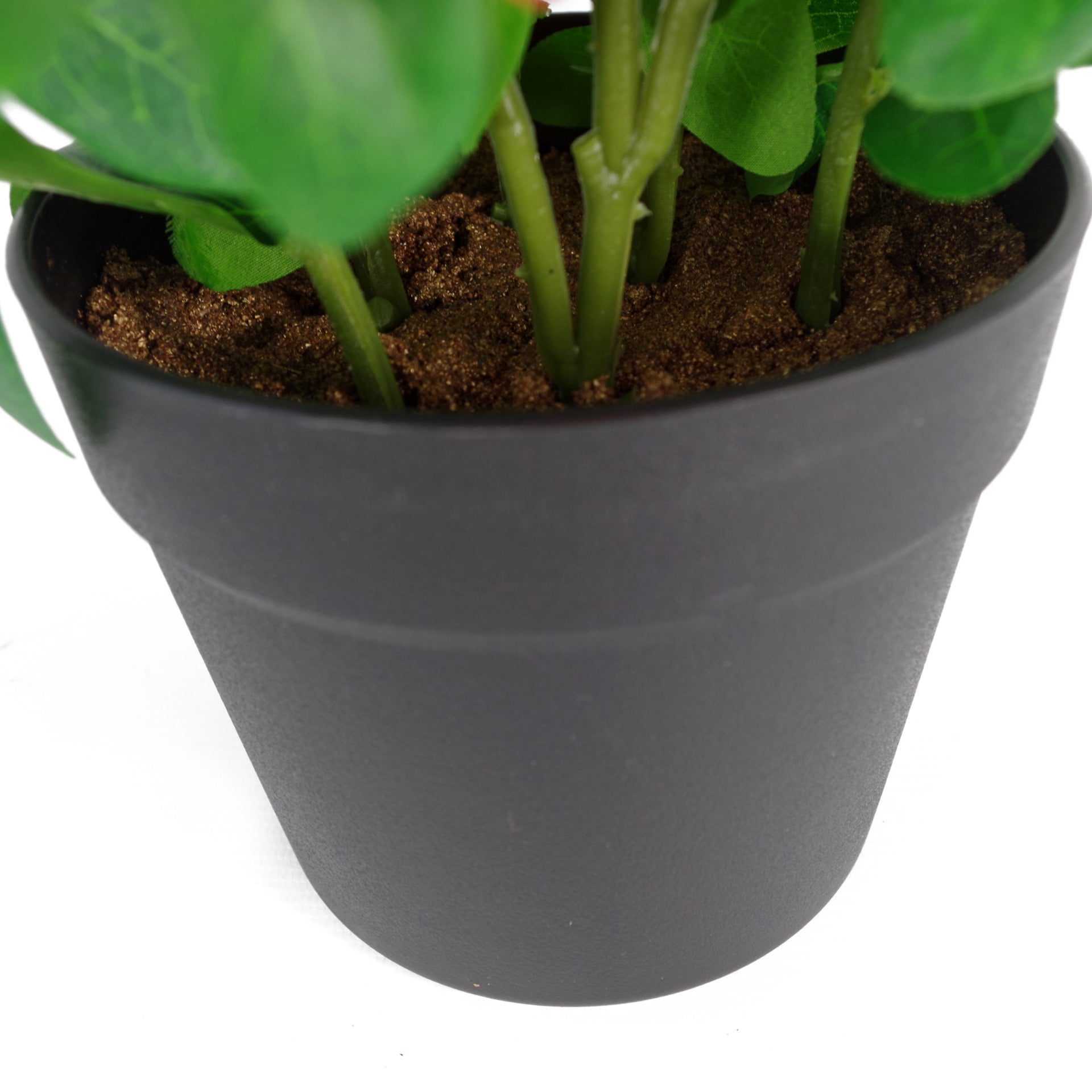 Red Rhododendron Plant | Rhododendron Plant | Everlasting Greenery Co.