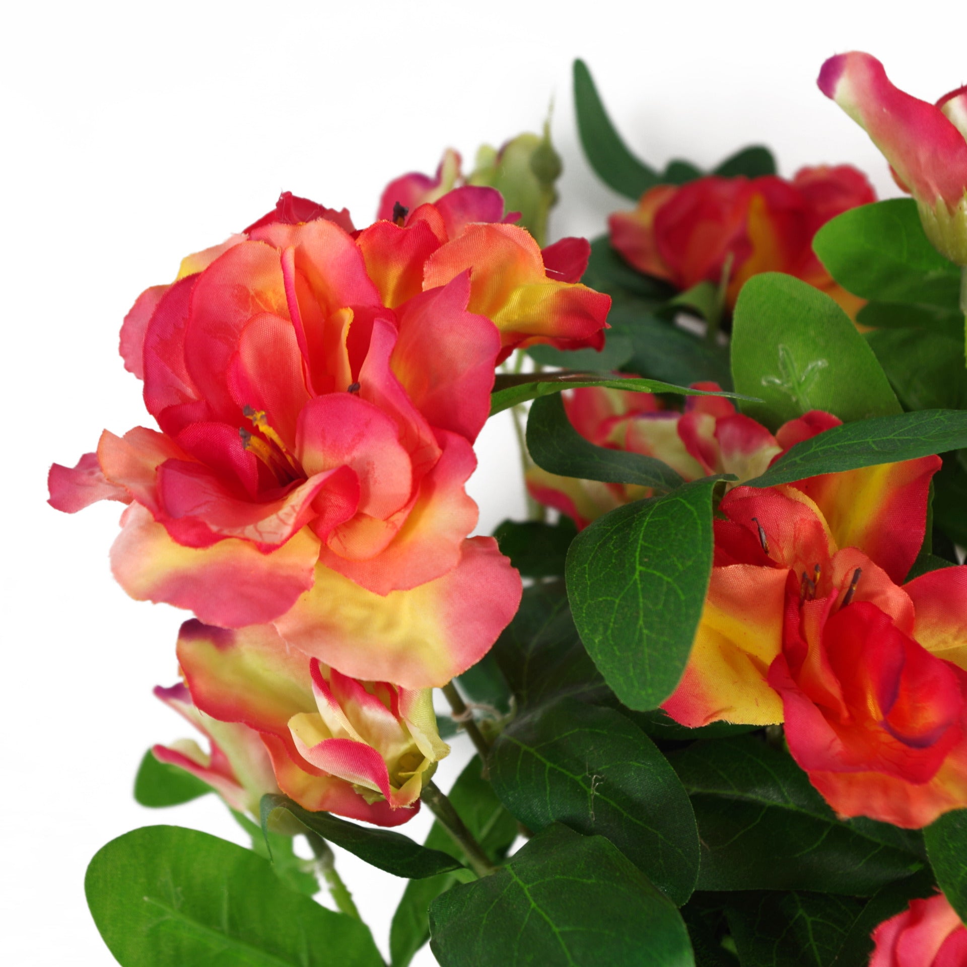 Red Rhododendron Plant | Rhododendron Plant | Everlasting Greenery Co.