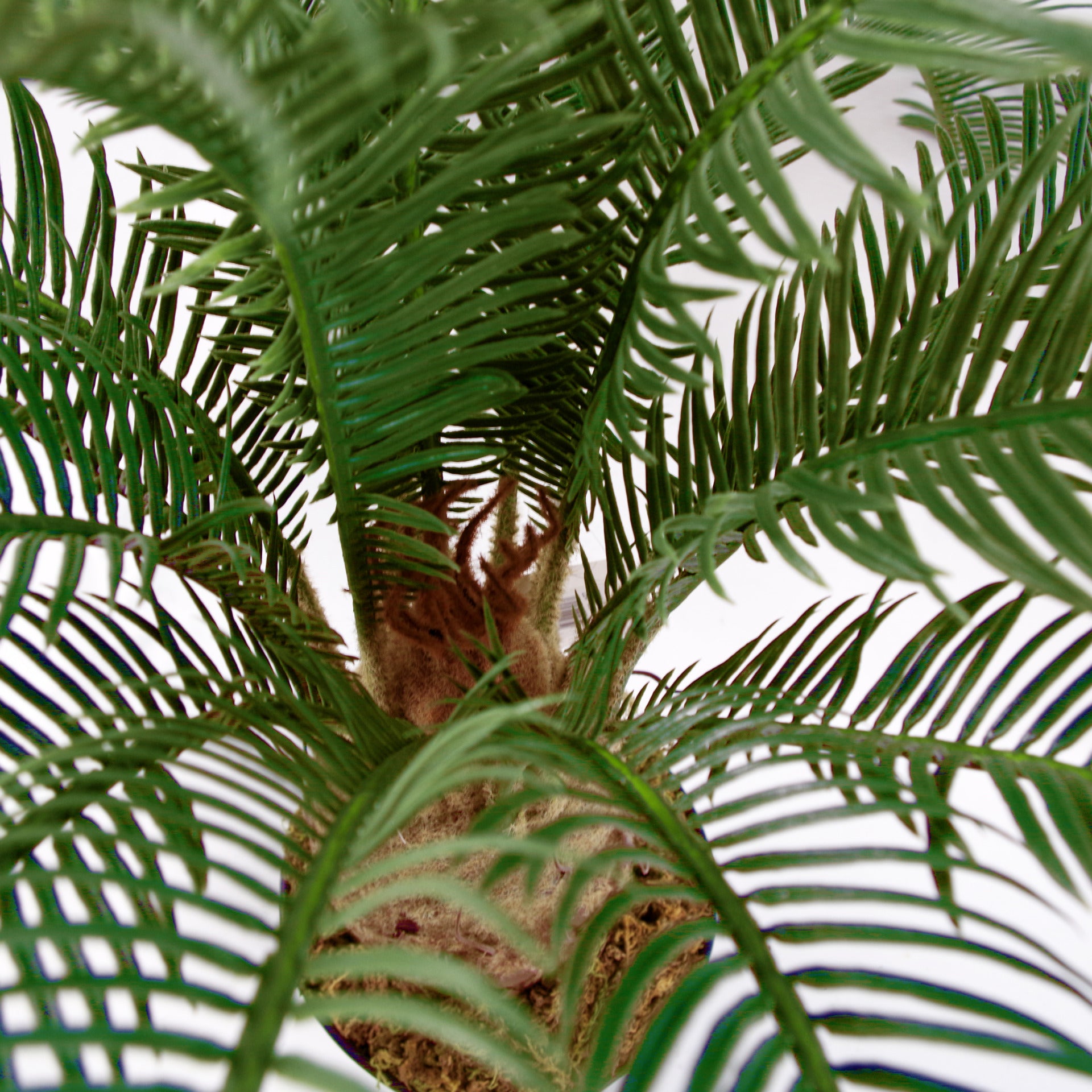 Artificial Cycas Palm Plant | Cycas Plant | Everlasting Greenery Co.