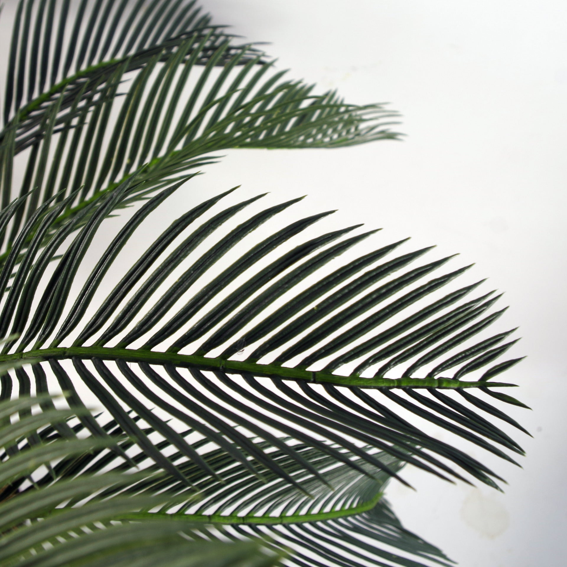 Tropical Cycas Plant | Cycas Palm Plant | Everlasting Greenery Co.