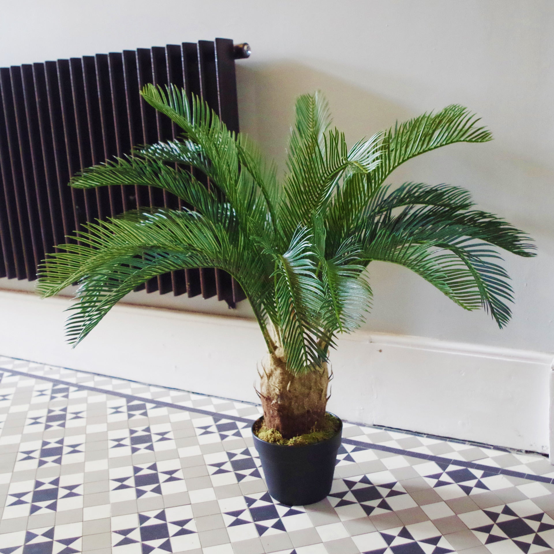 Tropical Cycas Palm Tree | Tropical Palm Tree | Everlasting Greenery Co.