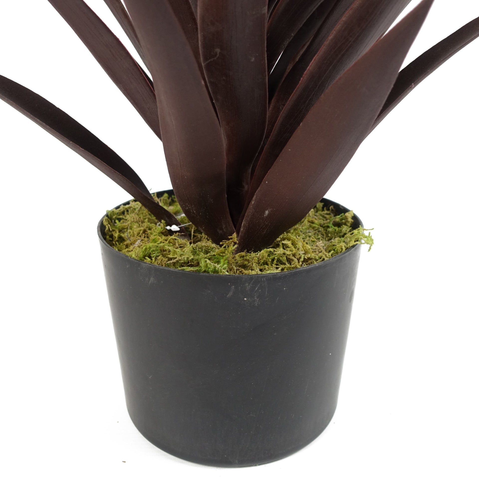 Dark Red Yucca Plant | Red Yucca Plant | Everlasting Greenery Co.