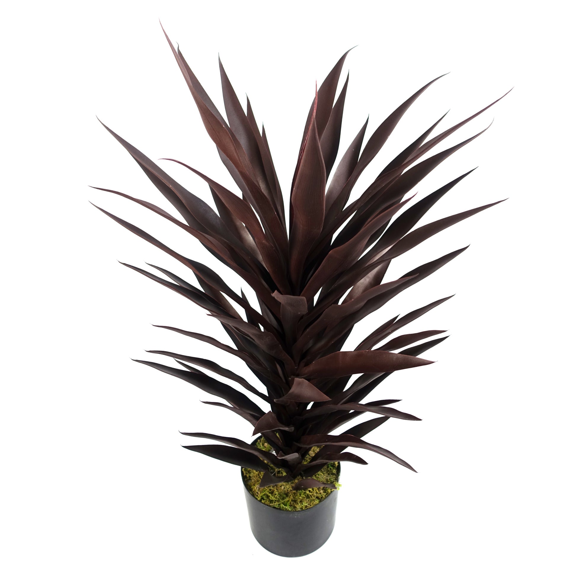 Dark Red Yucca Plant | Red Yucca Plant | Everlasting Greenery Co.