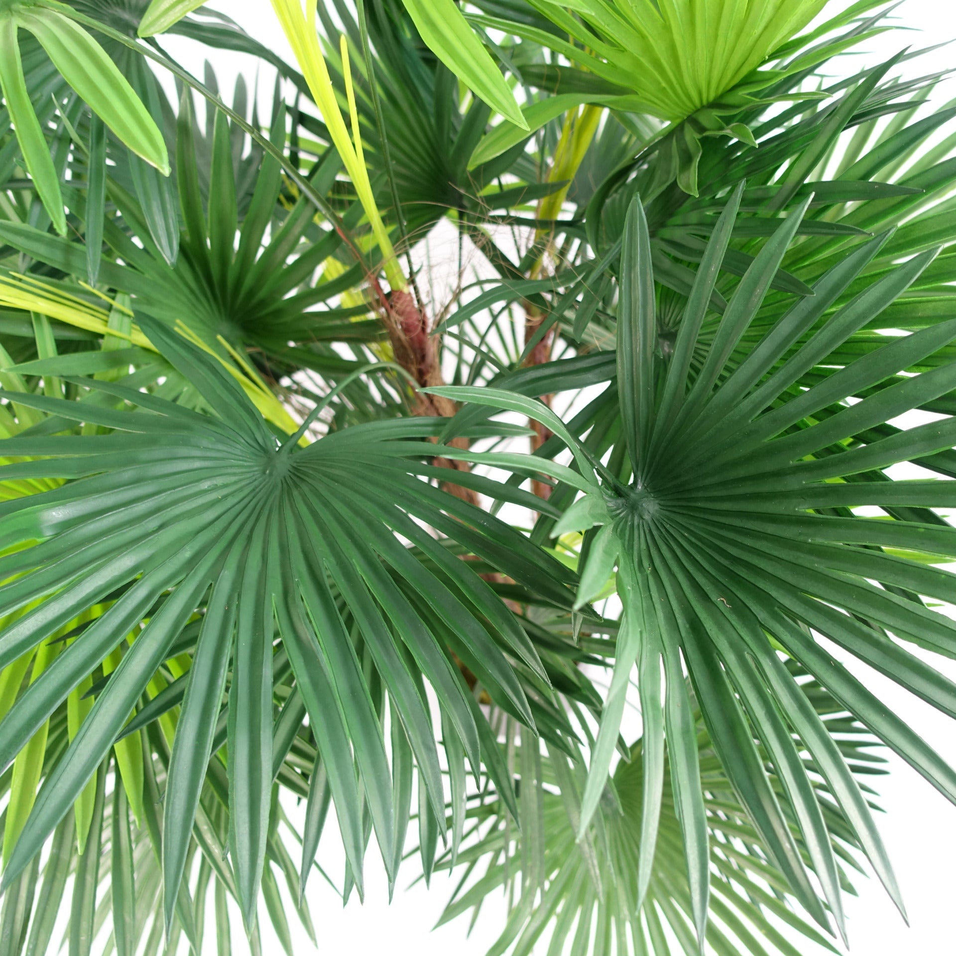 Artificial Fan Palm Tree | Fan Palm Tree | Everlasting Greenery Co.