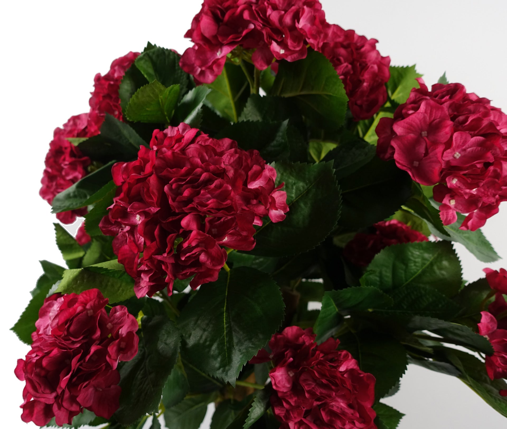 Pink Hydrangea Plant | Hydrangea Bush Plant | Everlasting Greenery Co.