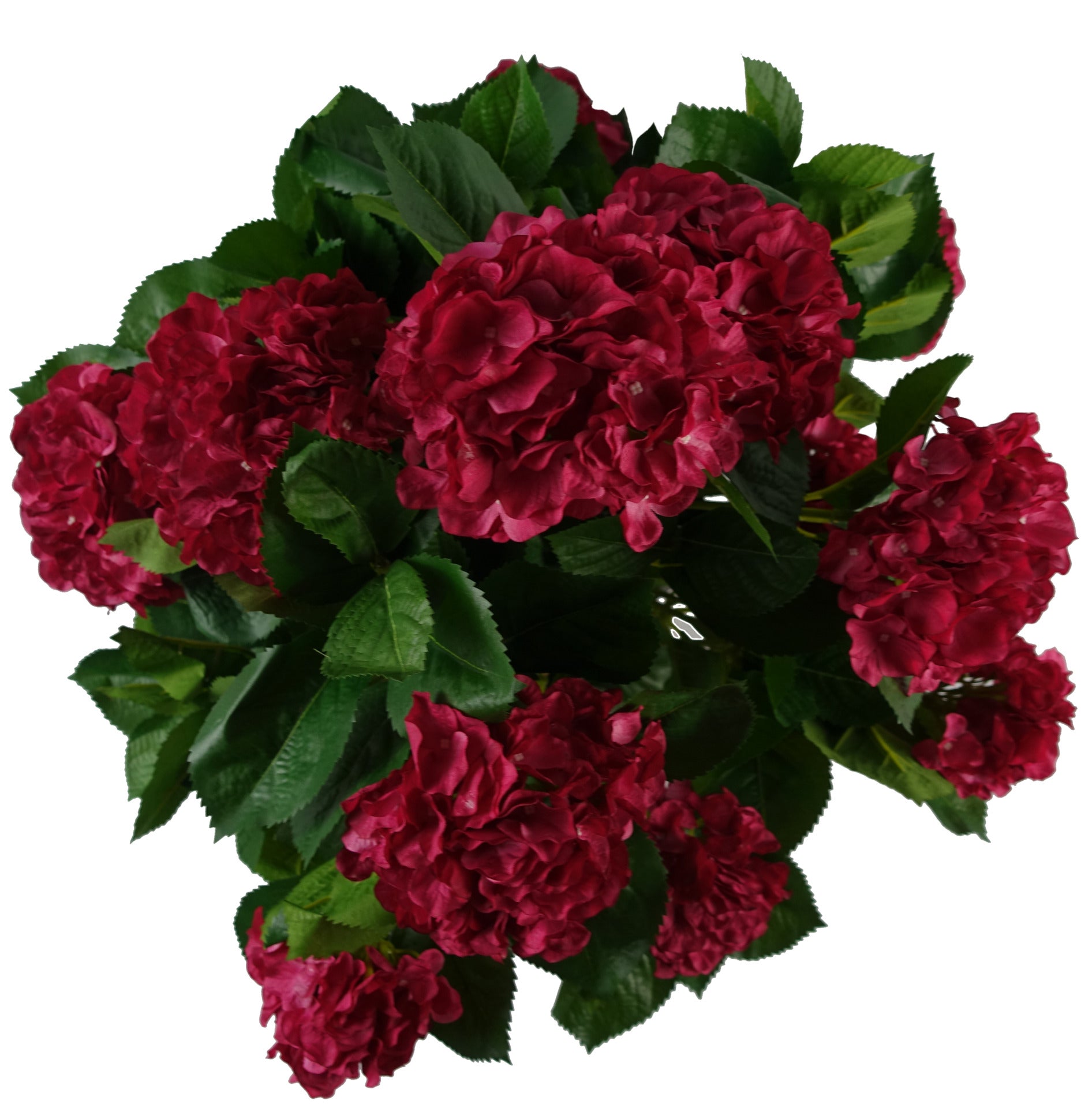 Pink Hydrangea Plant | Hydrangea Bush Plant | Everlasting Greenery Co.