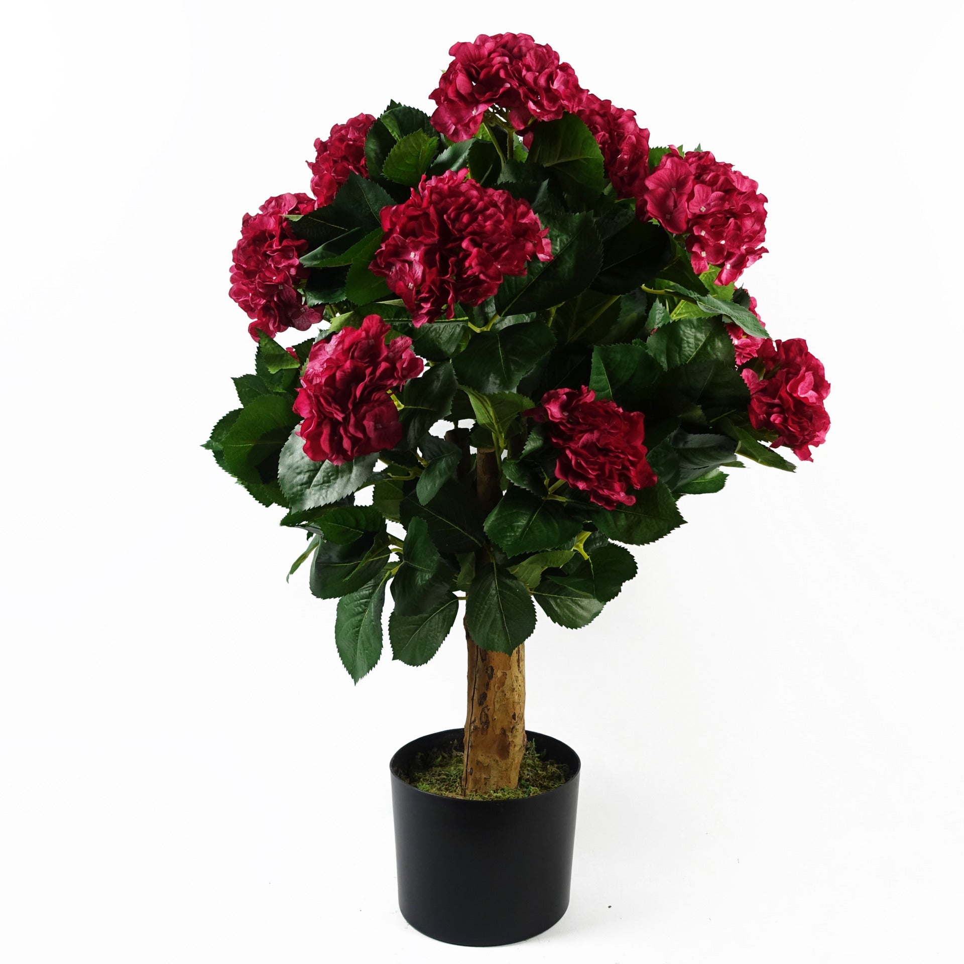 Pink Hydrangea Plant | Hydrangea Bush Plant | Everlasting Greenery Co.