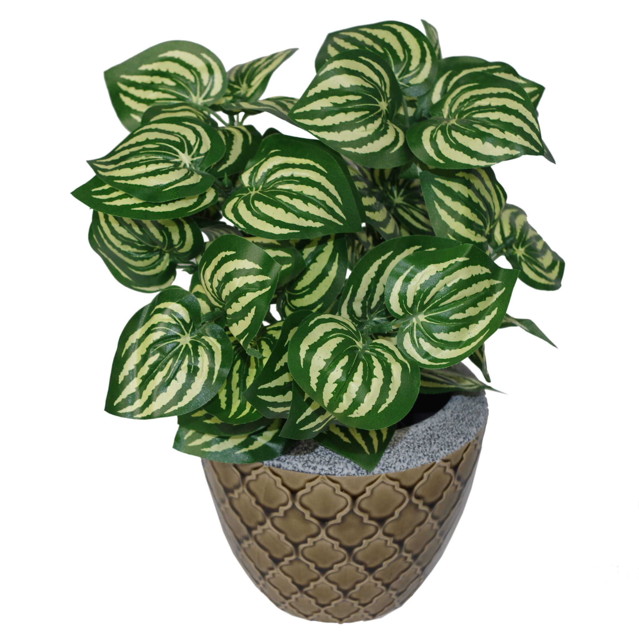 Watermelon Style Plant | Watermelon Plant | Everlasting Greenery Co.