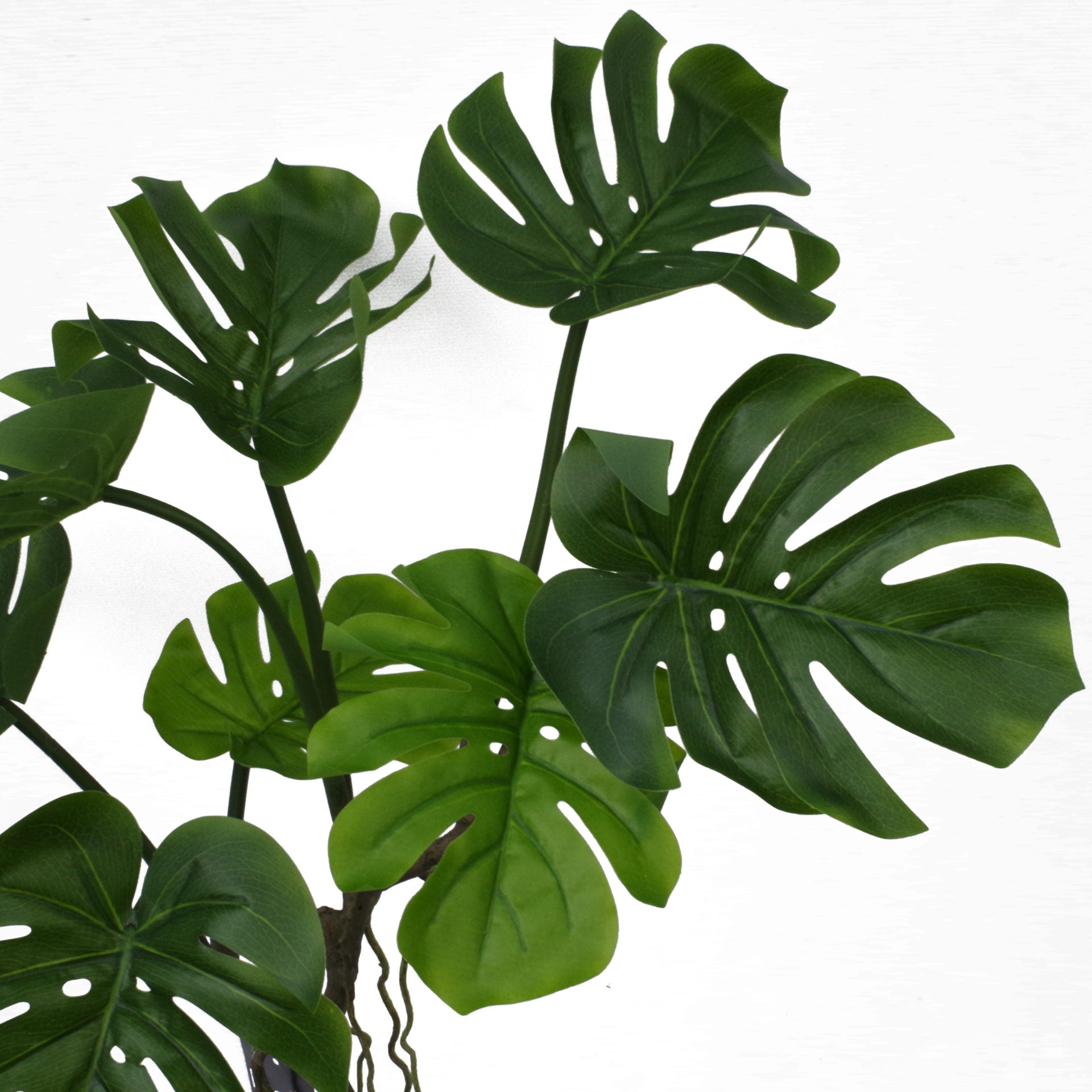 Long Stem Monstera Plant | Monstera Plant | Everlasting Greenery Co.
