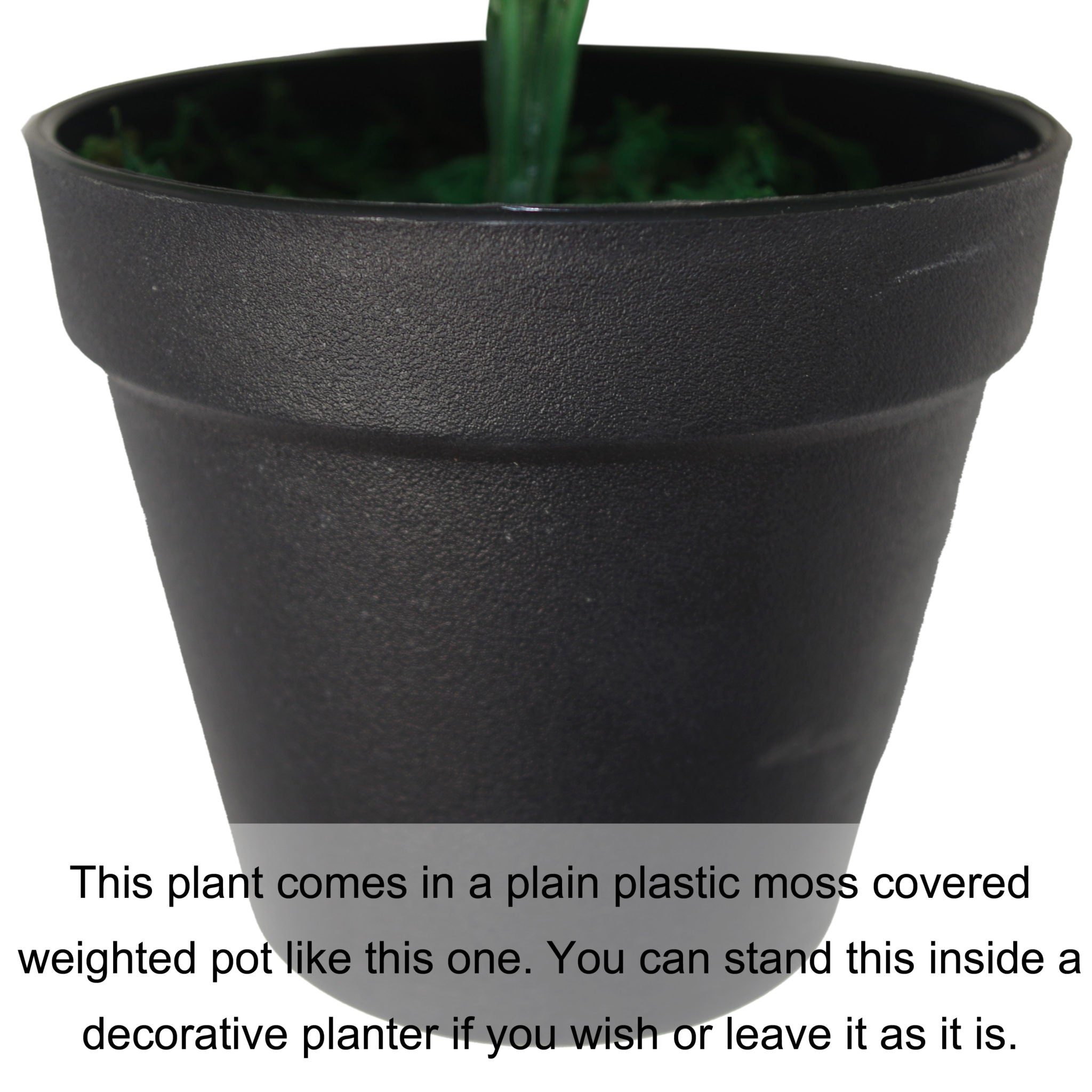 Watermelon Style Plant | Watermelon Plant | Everlasting Greenery Co.