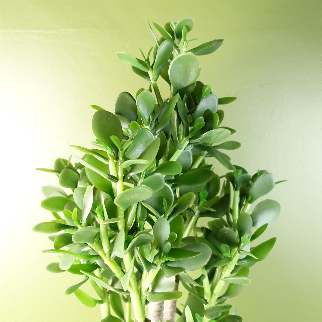 Jade Plant 75cm-1