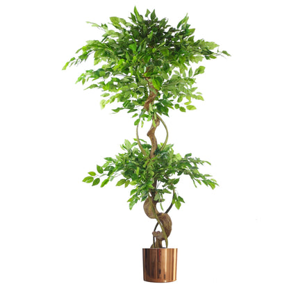 Japanese Fruticosa Ficus Tree Copper Planter 150cm-0