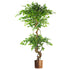 Japanese Fruticosa Ficus Tree Copper Planter 150cm-0