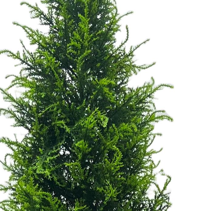 UV Resistant Outdoor 150cm Cypress Cedar Topiary Tree-1