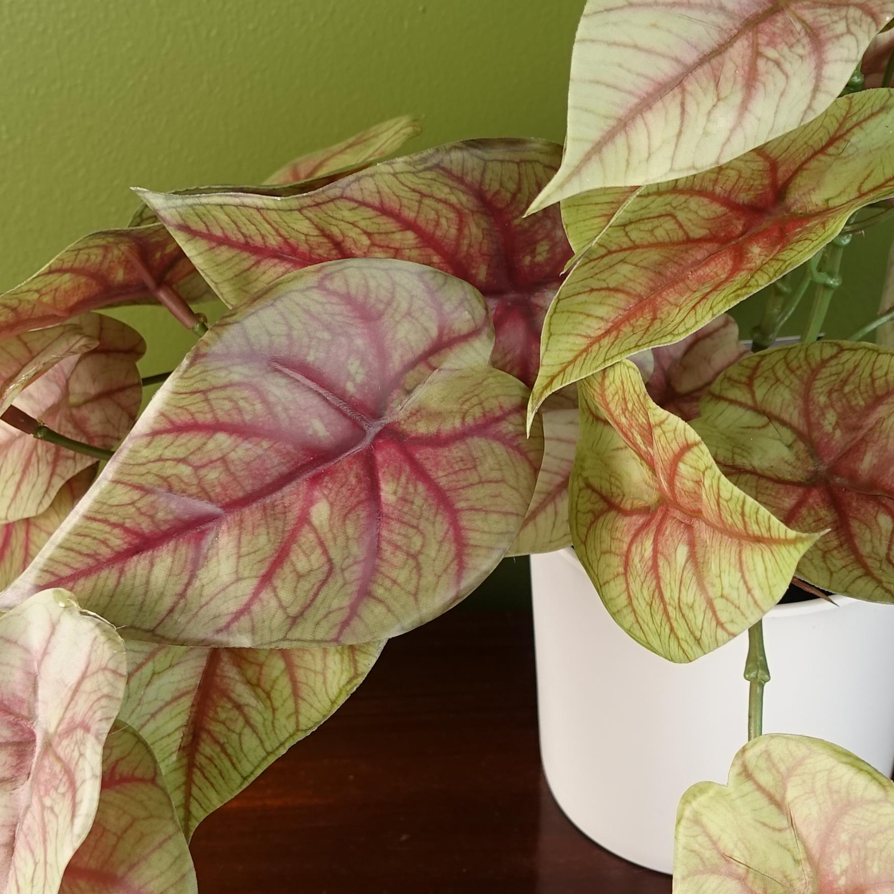 30cm Artificial Pink Caladium Trailing Plant-1