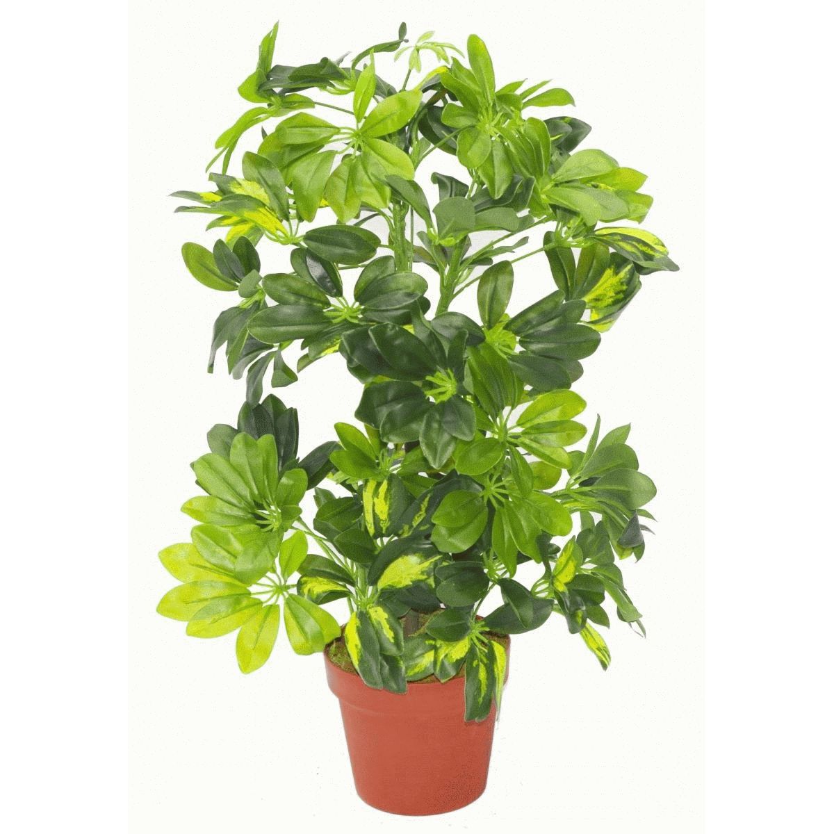 Gold Capella Plant | Green Capella Plant | Everlasting Greenery Co.