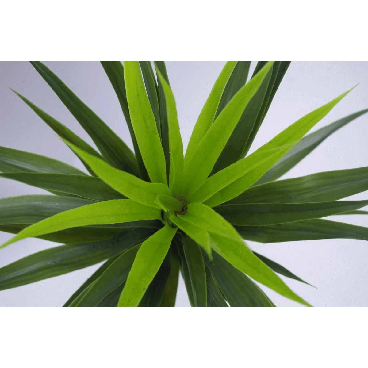 Artificial Yucca Plant | Silk Yucca Plants | Everlasting Greenery Co