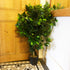 Artificial Ficus Bush Tree | Ficus Bush Tree | Everlasting Greenery Co.