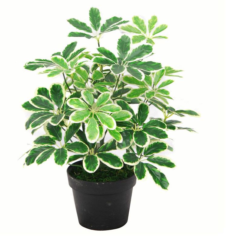 Artificial Arboricola Plant Umbrella Tree Black Plastic Pot 55cm-0