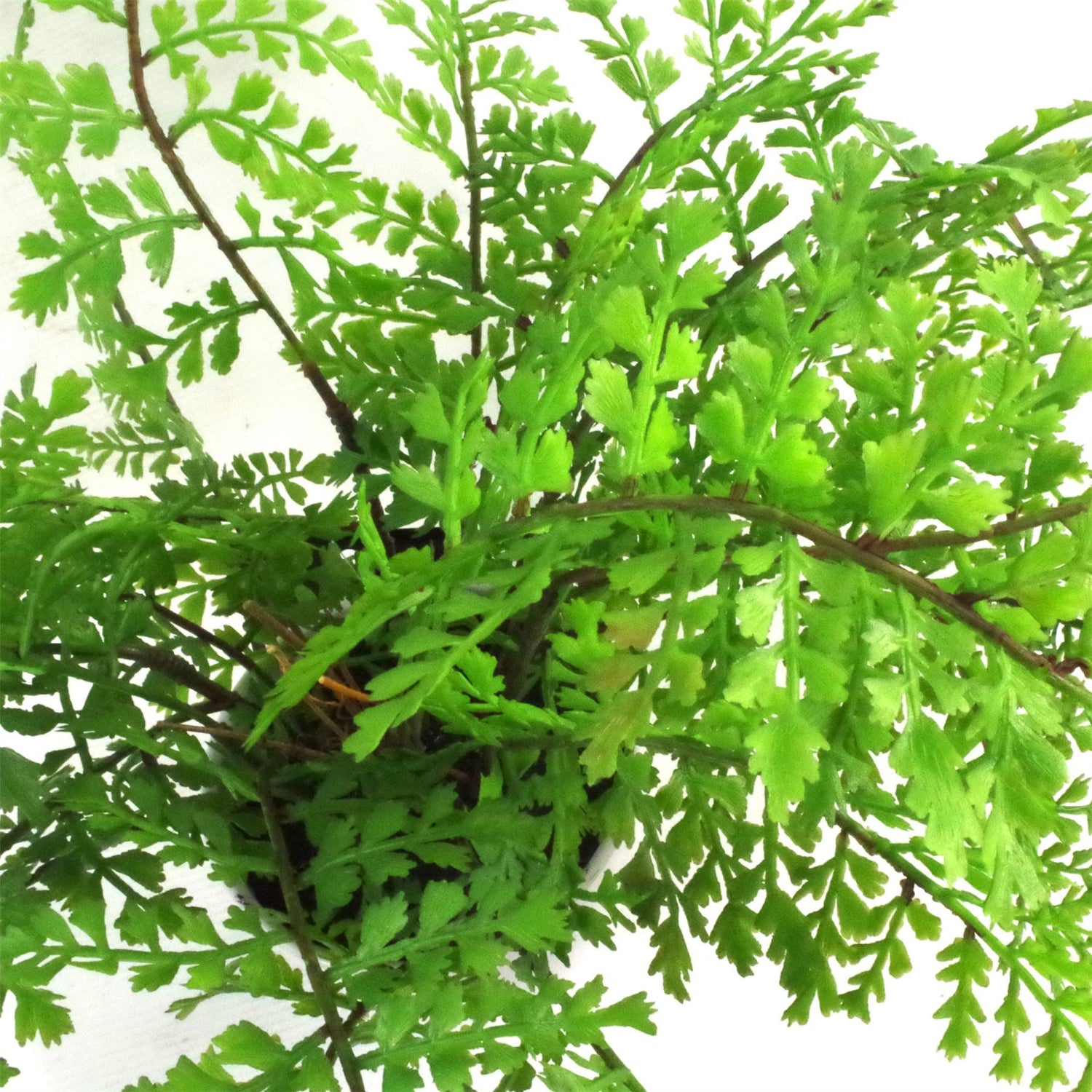 Artificial Fern Plant 30cm Forest Fern 30cm Display-2