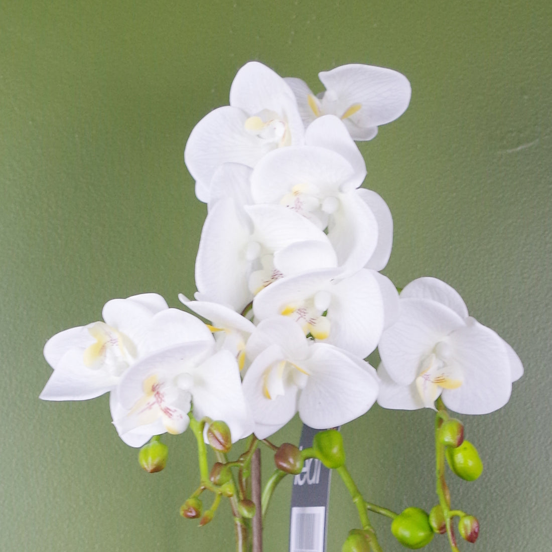 Artificial Orchid Flowers | Orchid Plant | Everlasting Greenery Co.