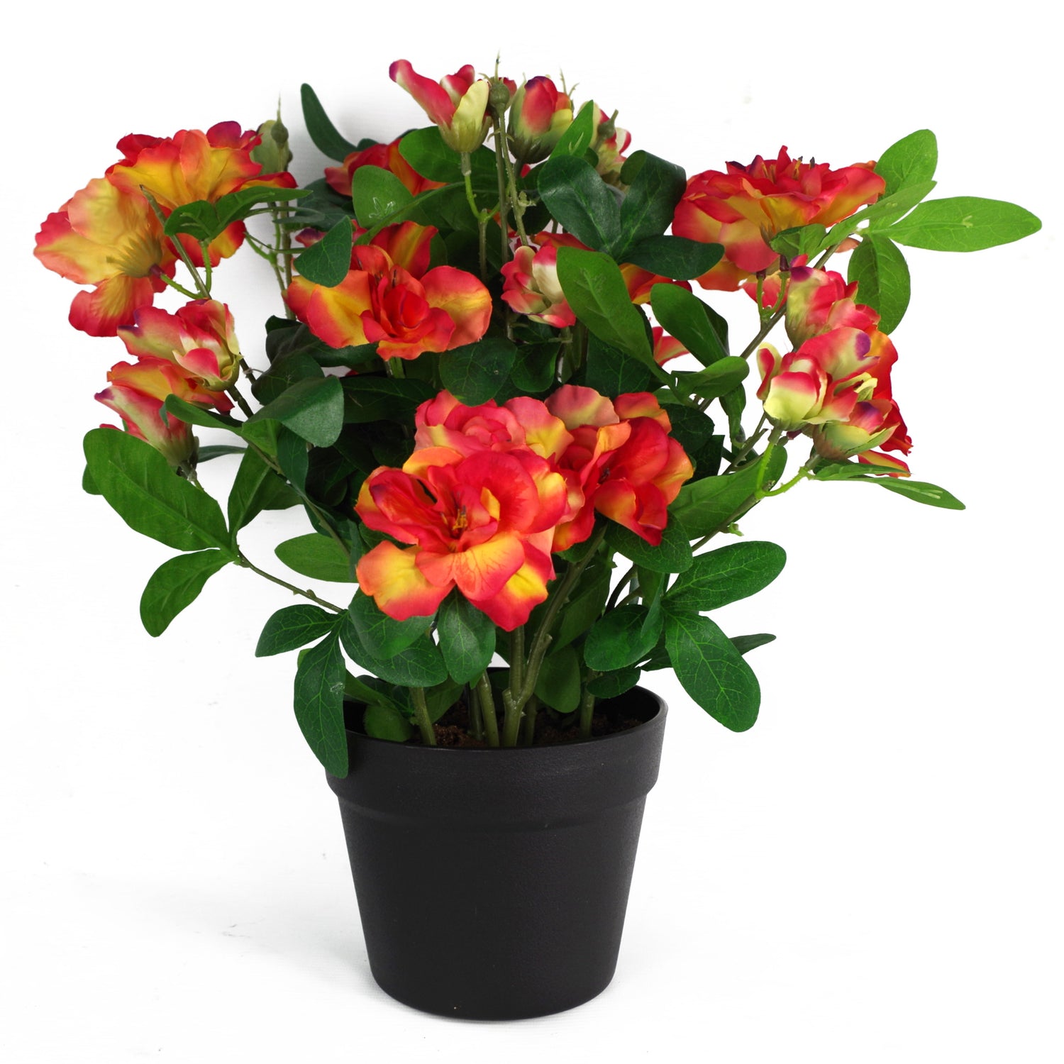 Red Rhododendron Plant | Rhododendron Plant | Everlasting Greenery Co.