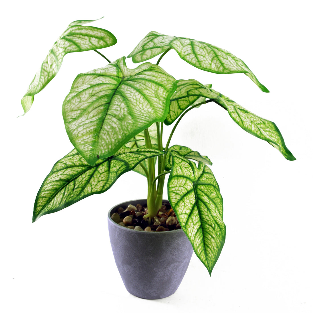 Artificial Taro Plant | Fake Taro Plant | Everlasting Greenery Co.