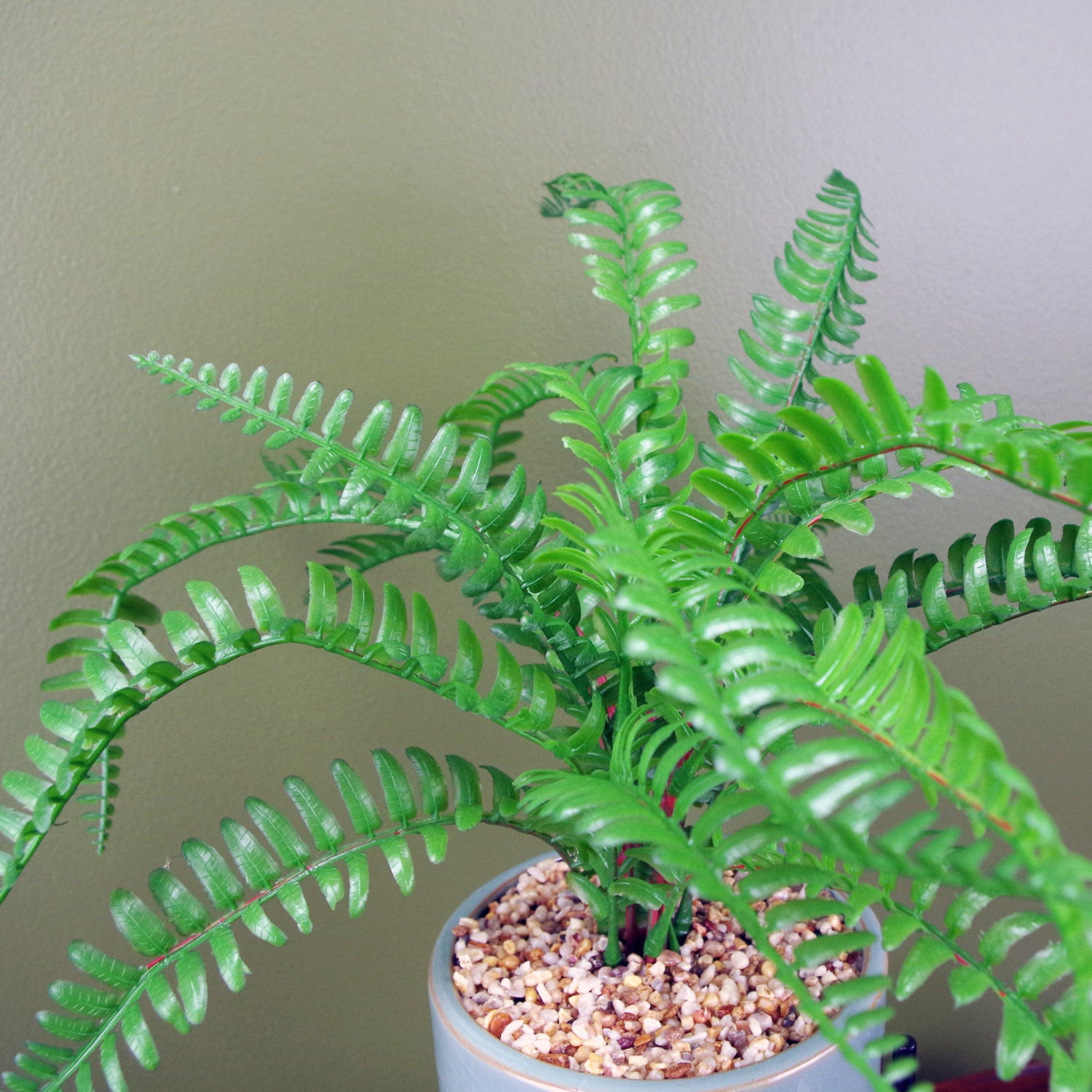 Ceramic Fern Plant | Small Fern Plant | Everlasting Greenery Co.