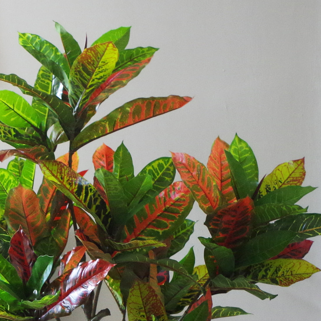 Artificial Codiaeum Plant | Codiaeum Plant | Everlasting Greenery Co. 