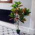 Artificial Codiaeum Plant | Codiaeum Plant | Everlasting Greenery Co. 