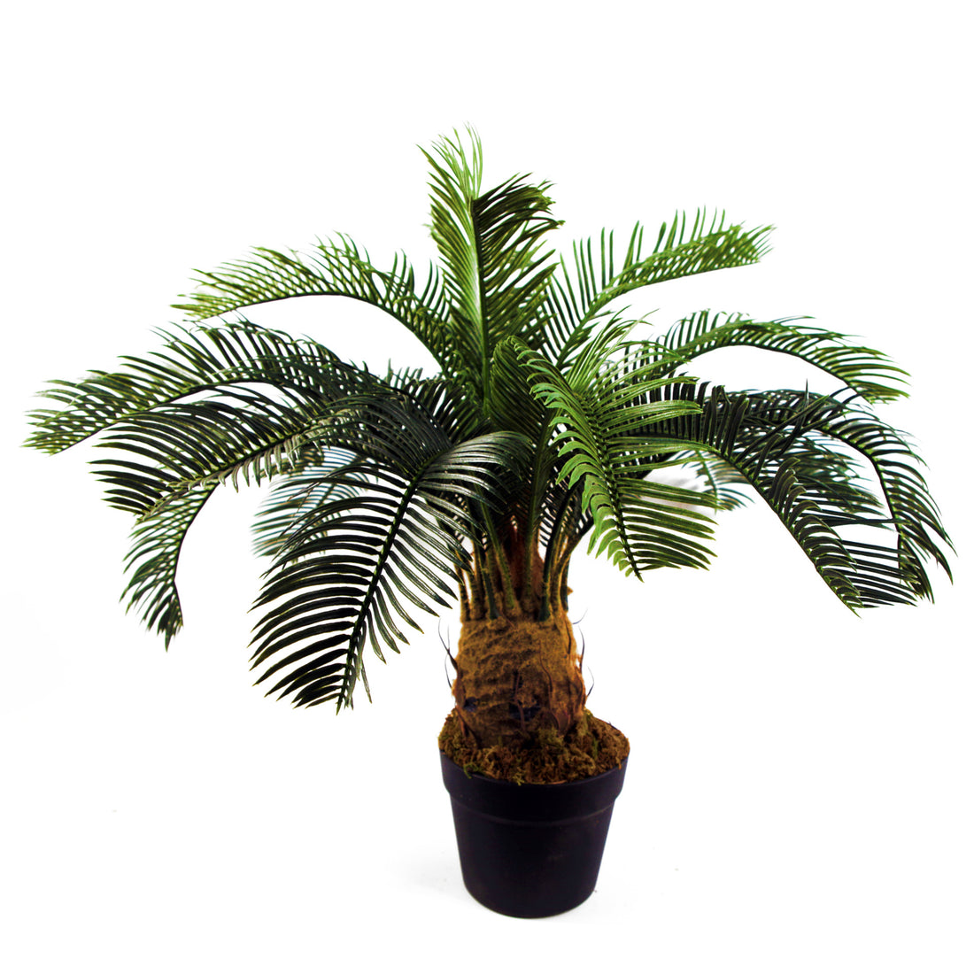 Artificial Cycas Palm Plant | Cycas Plant | Everlasting Greenery Co.