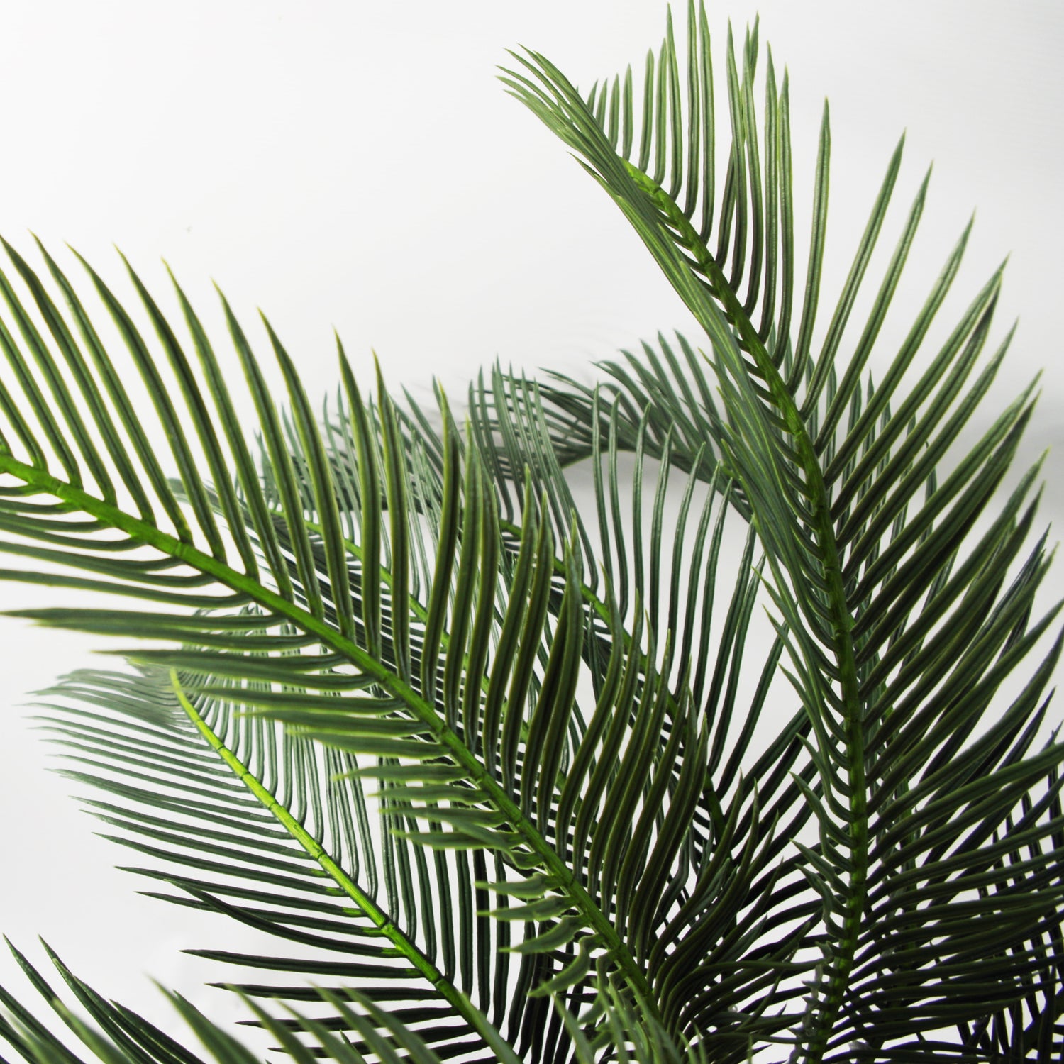 Tropical Cycas Palm Tree | Tropical Palm Tree | Everlasting Greenery Co.