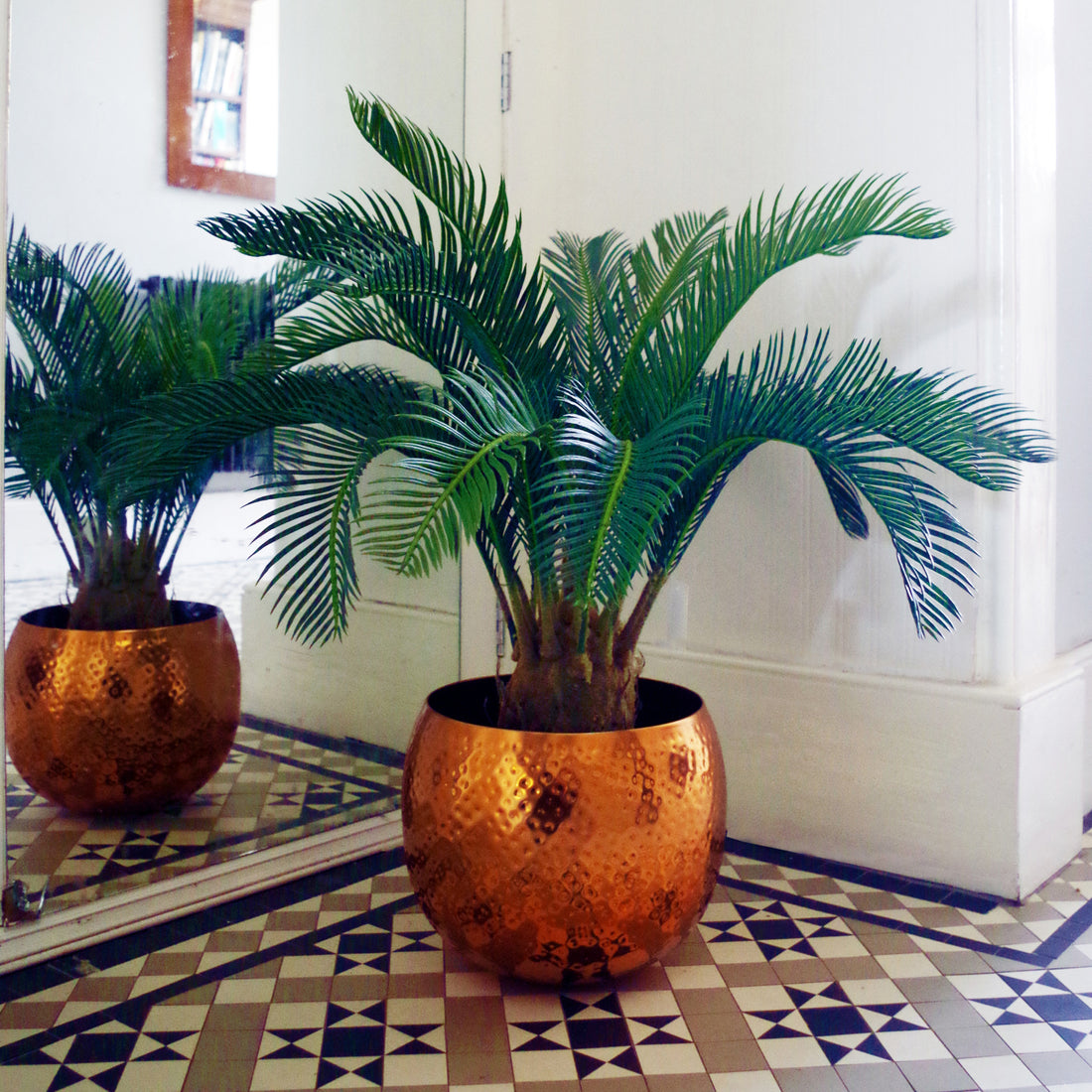 Tropical Cycas Palm Tree | Tropical Palm Tree | Everlasting Greenery Co.