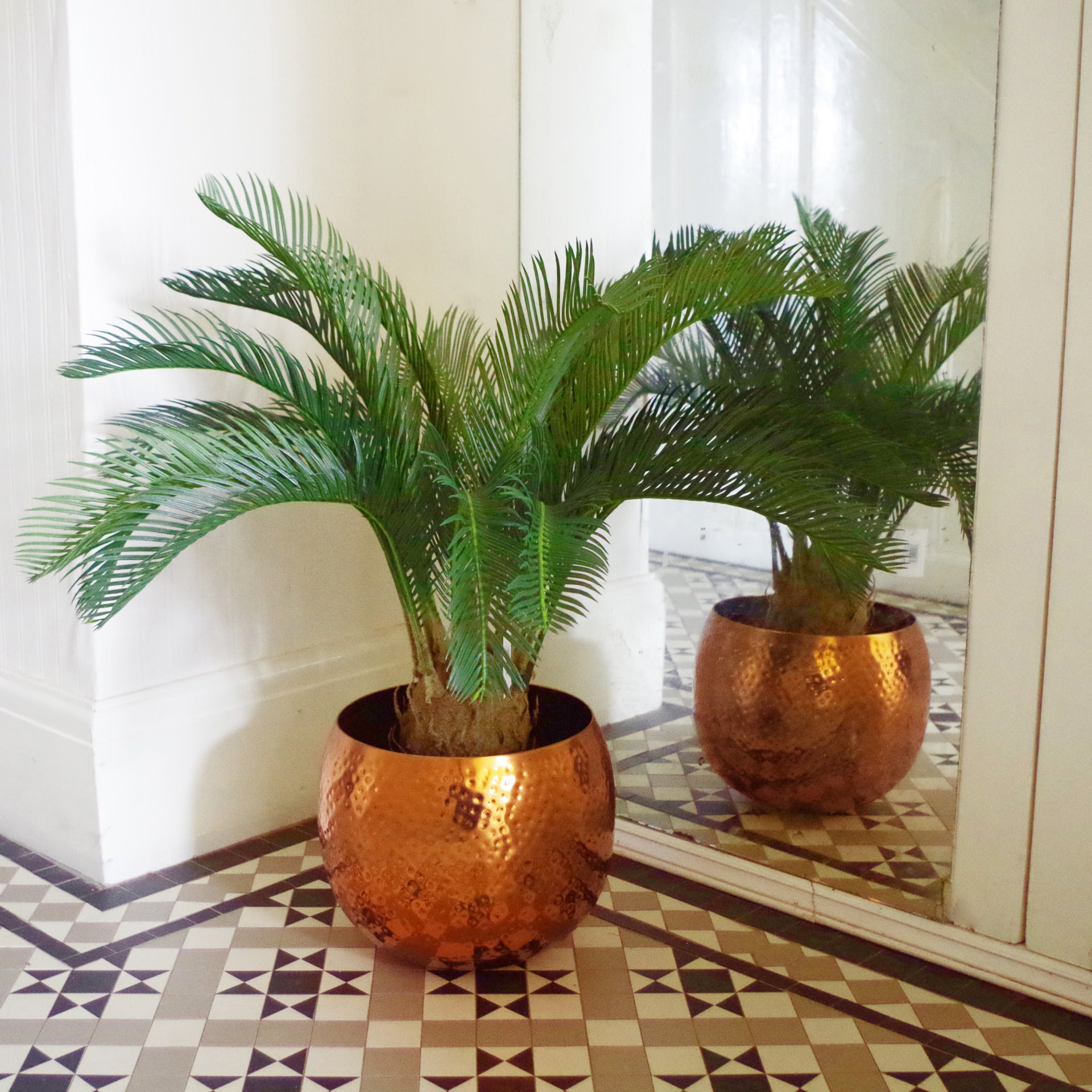 Tropical Cycas Palm Tree | Tropical Palm Tree | Everlasting Greenery Co.