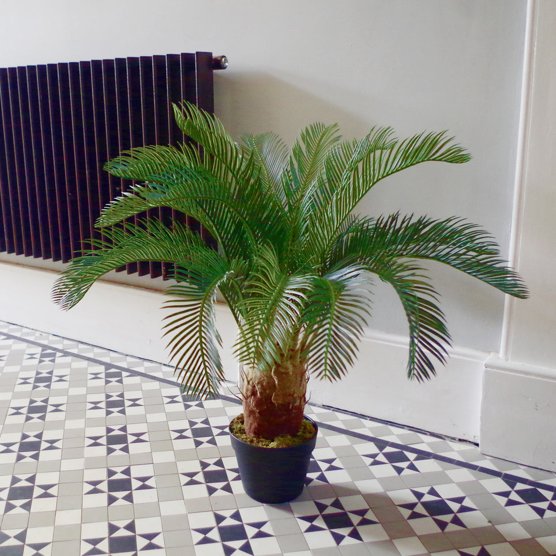 Tropical Cycas Palm Tree | Tropical Palm Tree | Everlasting Greenery Co.