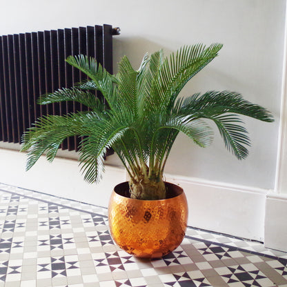 Tropical Cycas Palm Tree | Tropical Palm Tree | Everlasting Greenery Co.