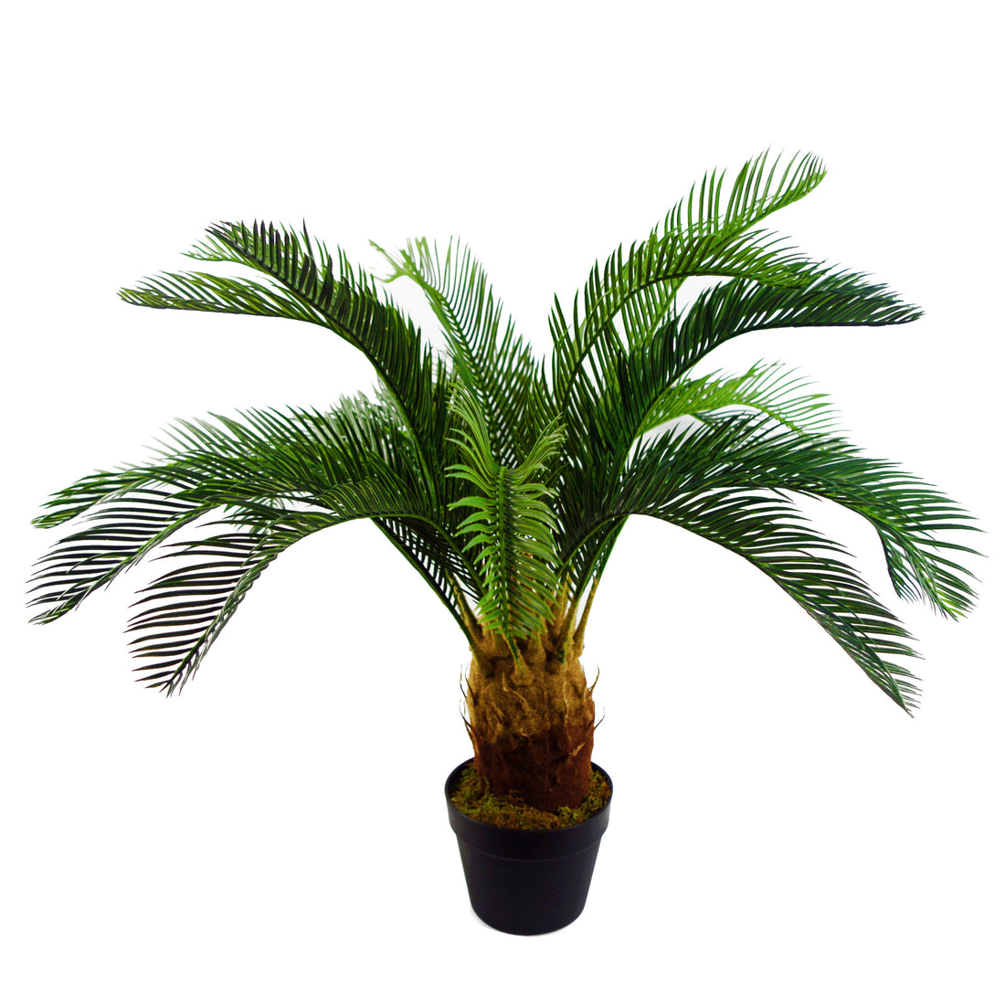 Tropical Cycas Plant | Cycas Palm Plant | Everlasting Greenery Co.