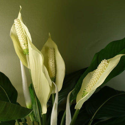 Artificial Lily White Plant | Lily White Plant | Everlasting Greenery Co.