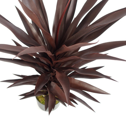 Dark Red Yucca Plant | Red Yucca Plant | Everlasting Greenery Co.