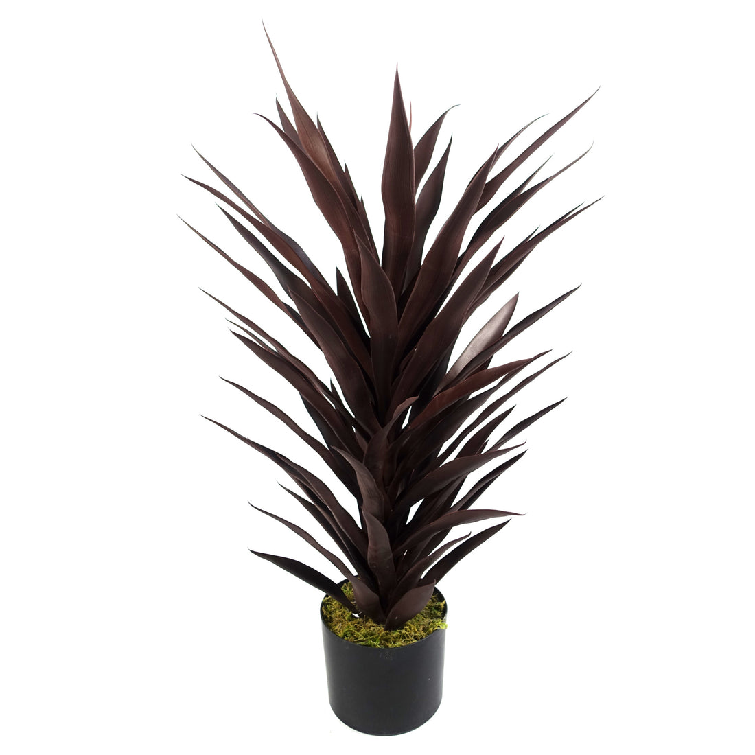 Dark Red Yucca Plant | Red Yucca Plant | Everlasting Greenery Co.