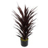 Dark Red Yucca Plant | Red Yucca Plant | Everlasting Greenery Co.