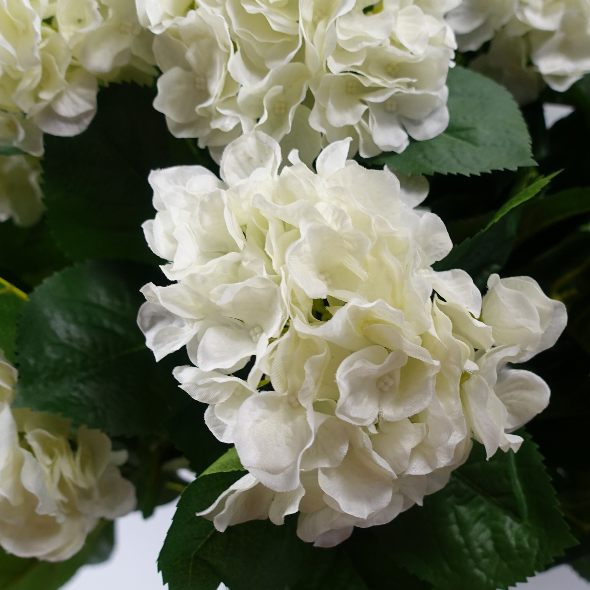 White Hydrangea Plant | Hydrangea Plant | Everlasting Greenery Co.