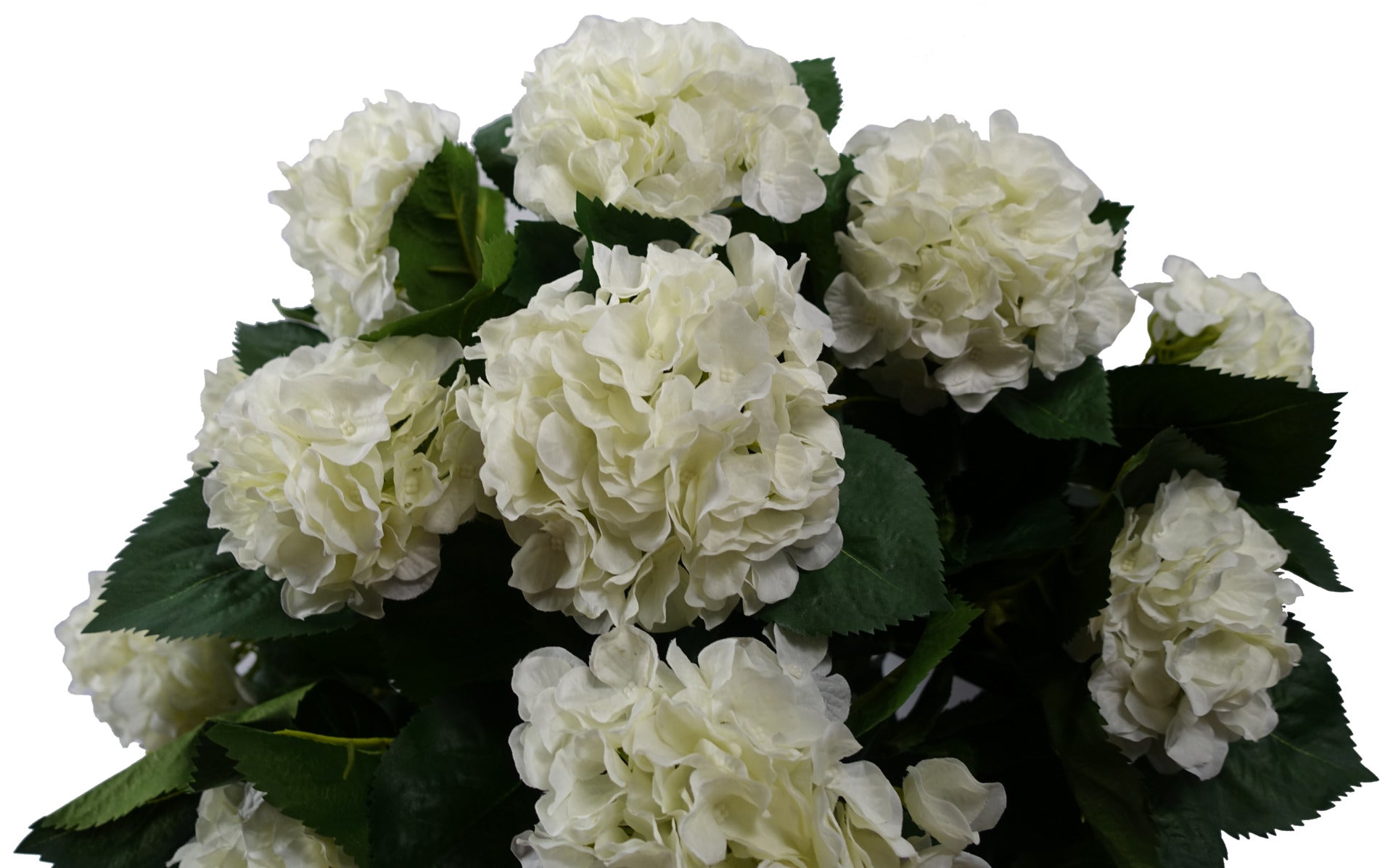 White Hydrangea Plant | Hydrangea Plant | Everlasting Greenery Co.