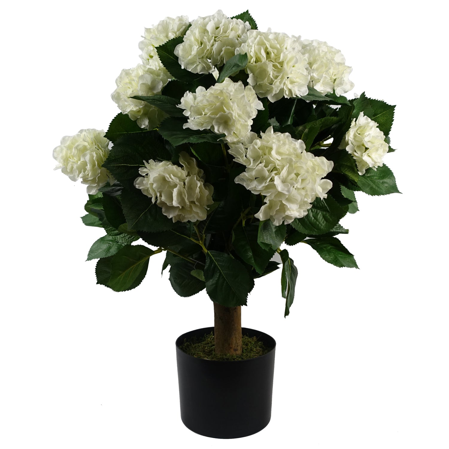 White Hydrangea Plant | Hydrangea Plant | Everlasting Greenery Co.