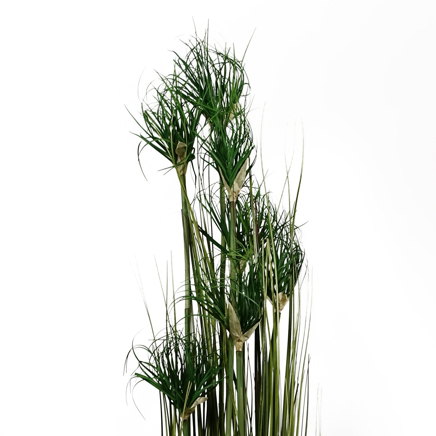 Ornamental Grass Plant | Ornamental Plant | Everlasting Greenery Co.