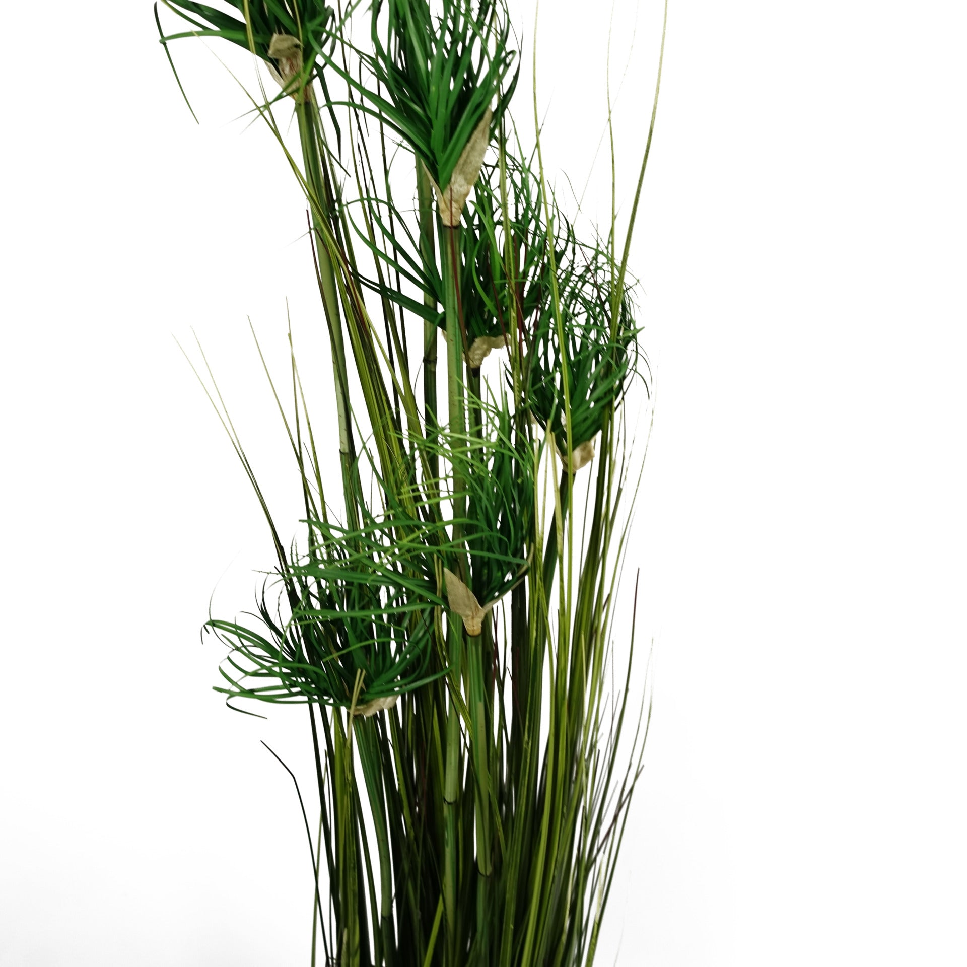 Ornamental Grass Plant | Ornamental Plant | Everlasting Greenery Co.