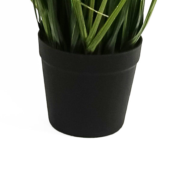 Ornamental Grass Plant | Ornamental Plant | Everlasting Greenery Co.