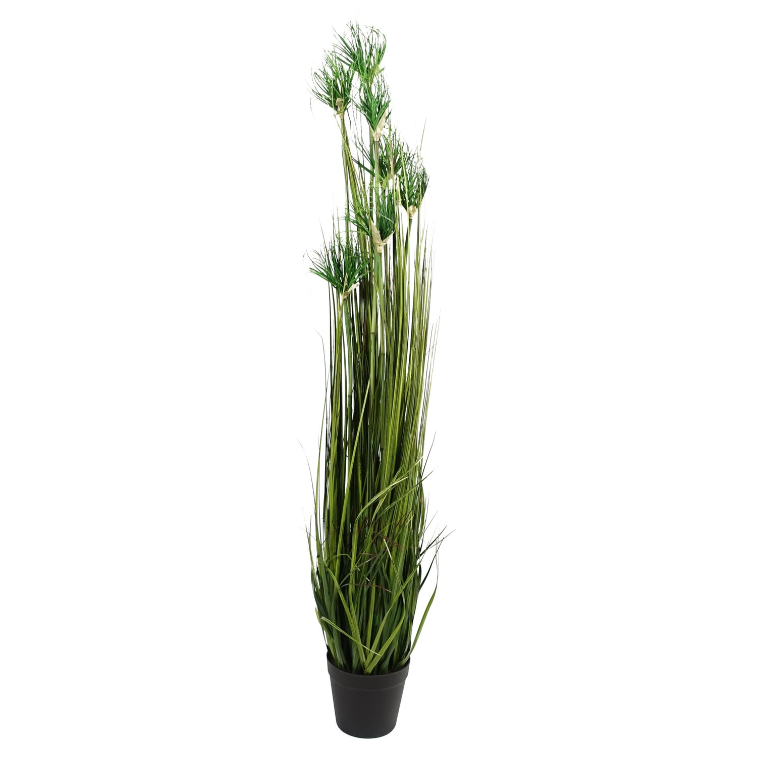 Ornamental Grass Plant | Ornamental Plant | Everlasting Greenery Co.